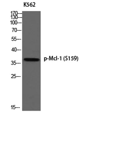 Mcl-1 (phospho Ser159) rabbit pAb - image 1