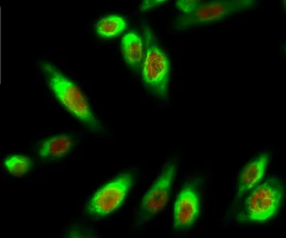 MDM2 (phospho Ser166) rabbit pAb - image 1