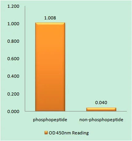 MDM2 (phospho Ser186/S188) rabbit pAb - image 1