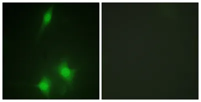 MDM2 rabbit pAb - image 1