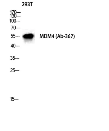 MDMX rabbit pAb