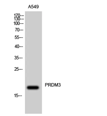 PRDM3 rabbit pAb