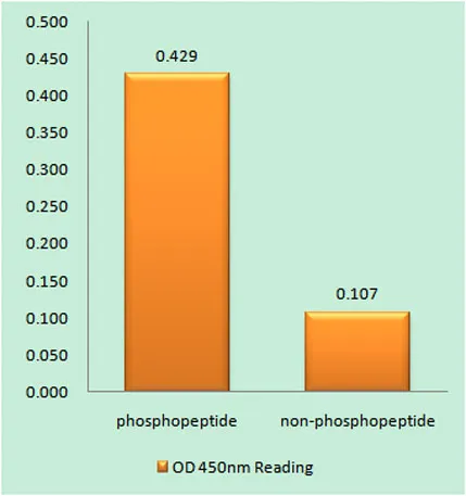 MEF-2C (phospho Ser387) rabbit pAb - image 1