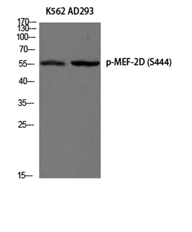MEF-2D (phospho Ser444) rabbit pAb - image 1