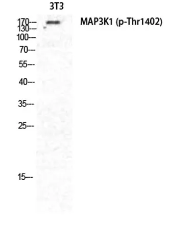 MEK Kinase-1 (phospho Thr1402) rabbit pAb - image 1