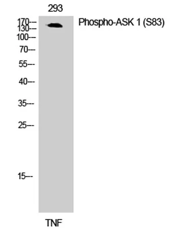 ASK 1 (phospho Ser83) rabbit pAb - image 1