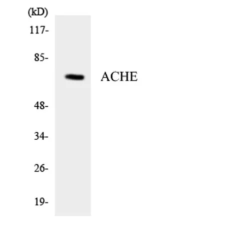 AChE rabbit pAb - image 1
