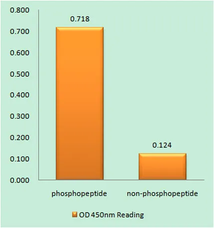 FoxO4 (phospho Ser262) rabbit pAb - image 1