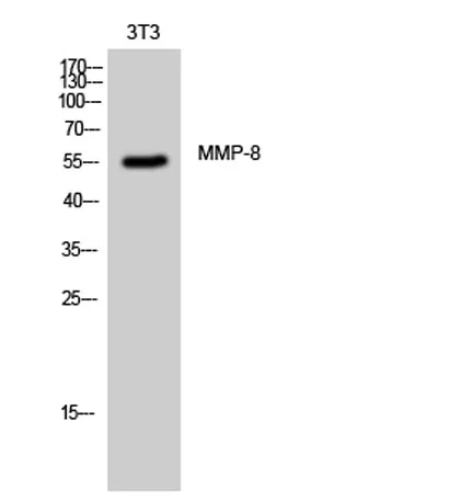 MMP-8 rabbit pAb - image 1