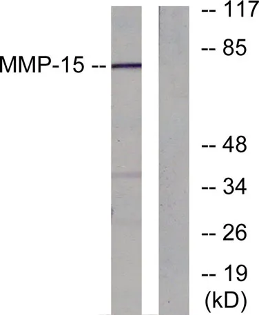MMP-15 rabbit pAb - image 1