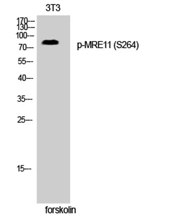 MRE11 (phospho Ser264) rabbit pAb - image 1