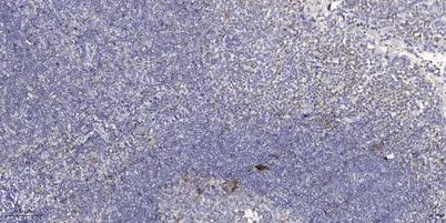 GCN2 (phospho Thr899) rabbit pAb - image 1