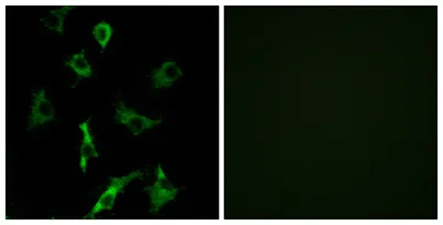 Olfactory receptor 5B3 rabbit pAb