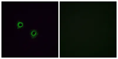 Olfactory receptor 2J3 rabbit pAb