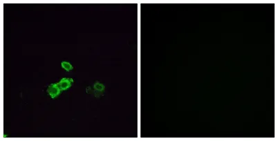 Olfactory receptor 5U1 rabbit pAb