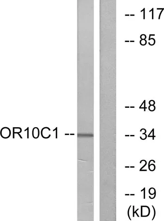 Olfactory receptor 10C1 rabbit pAb
