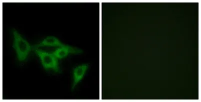 Olfactory receptor 2I1 rabbit pAb