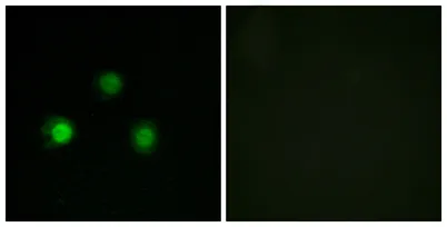 MSH2 rabbit pAb - image 1