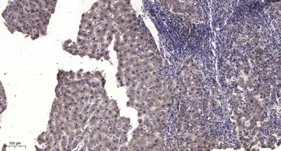 MuSK (phospho Tyr755) rabbit pAb - image 1
