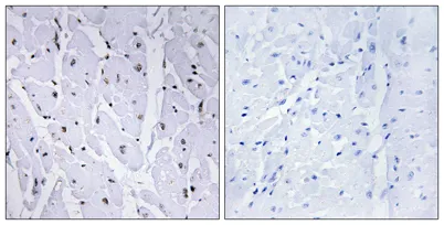 c-Myb (phospho Ser12) rabbit pAb - image 1