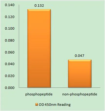 c-Myb (phospho Ser532) rabbit pAb - image 1