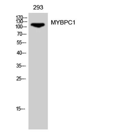 MYBPC1 rabbit pAb - image 1