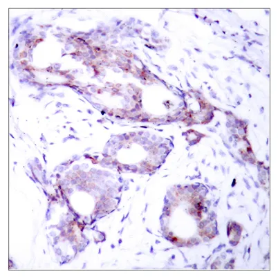 c-Myc (phospho Ser373) rabbit pAb - image 1