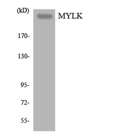 MYLK rabbit pAb