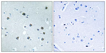 Myosin Id rabbit pAb - image 1