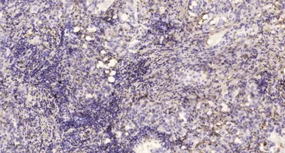 Myosin VA rabbit pAb - image 1