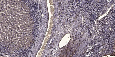 Myosin IXb rabbit pAb - image 1