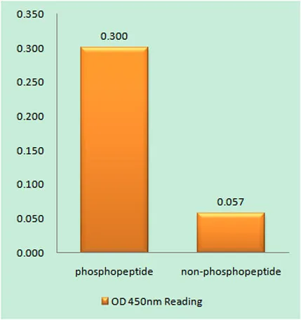 MyoD (phospho Ser200) rabbit pAb - image 1