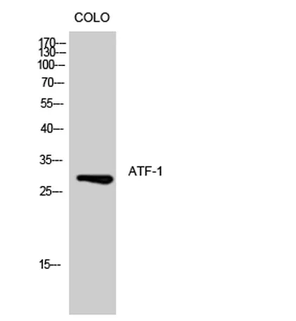 ATF-1 rabbit pAb - image 1