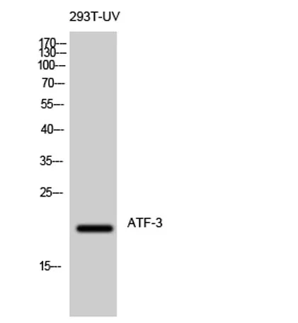 ATF-3 rabbit pAb - image 1