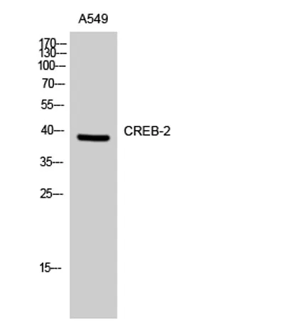 CREB-2 rabbit pAb - image 1