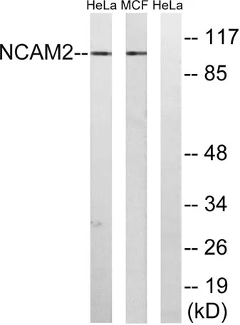 NCAM2 rabbit pAb