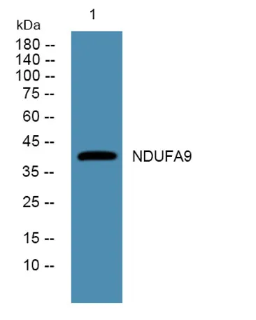 NDUFA9 rabbit pAb