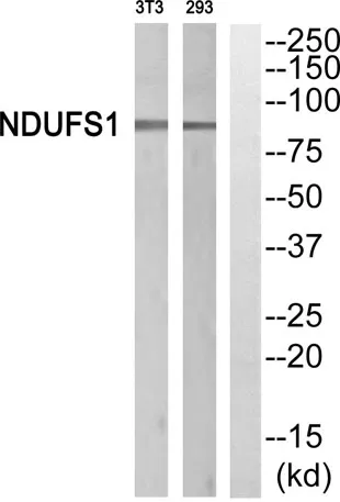 NDUFS1 rabbit pAb
