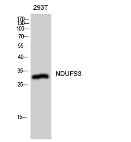 NDUFS3 rabbit pAb - image 1