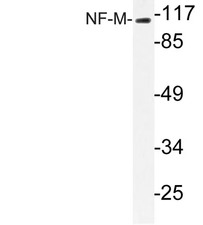 NF-M rabbit pAb - image 1