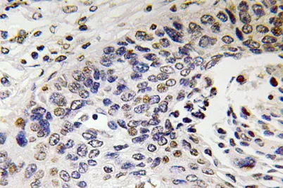 NF-H rabbit pAb - image 1