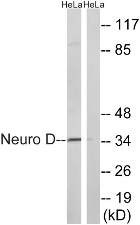 Neuro D rabbit pAb - image 1