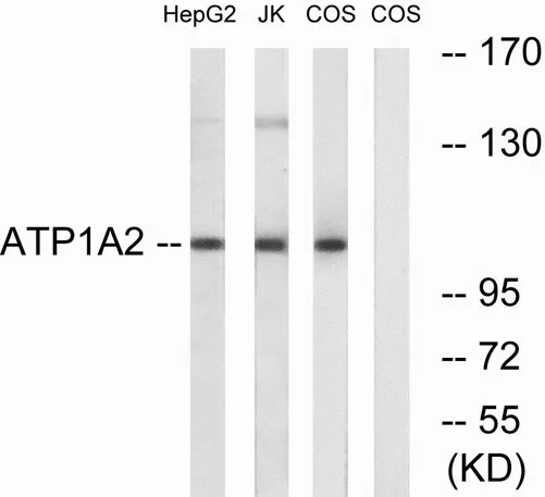 Na+/K+-ATPase α2 rabbit pAb - image 1