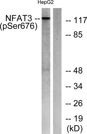NFATc4 (phospho Ser676) rabbit pAb - image 1