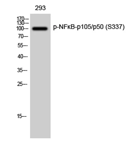 NFκB-p105/p50 (phospho Ser337) rabbit pAb - image 1
