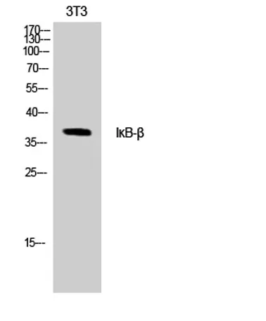 IκB-β rabbit pAb - image 1