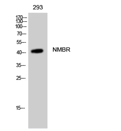 NMBR rabbit pAb