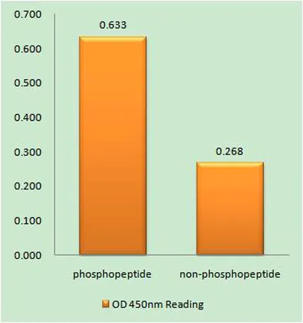 NOS2 (phospho Tyr151) rabbit pAb - image 1