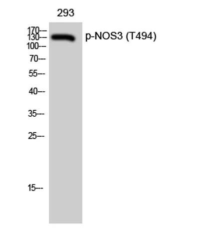 eNOS (phospho Thr494) rabbit pAb - image 1