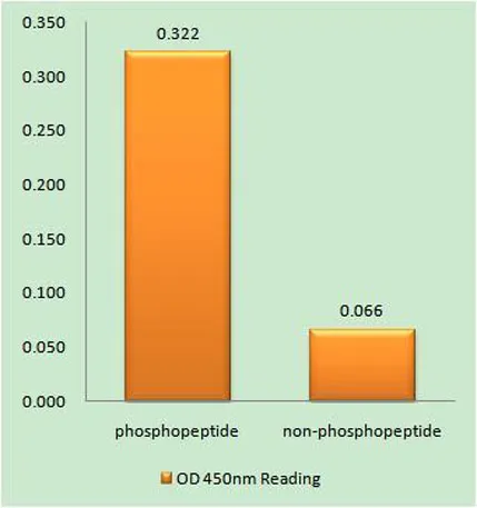 CNOT2 (phospho Ser101) rabbit pAb - image 1